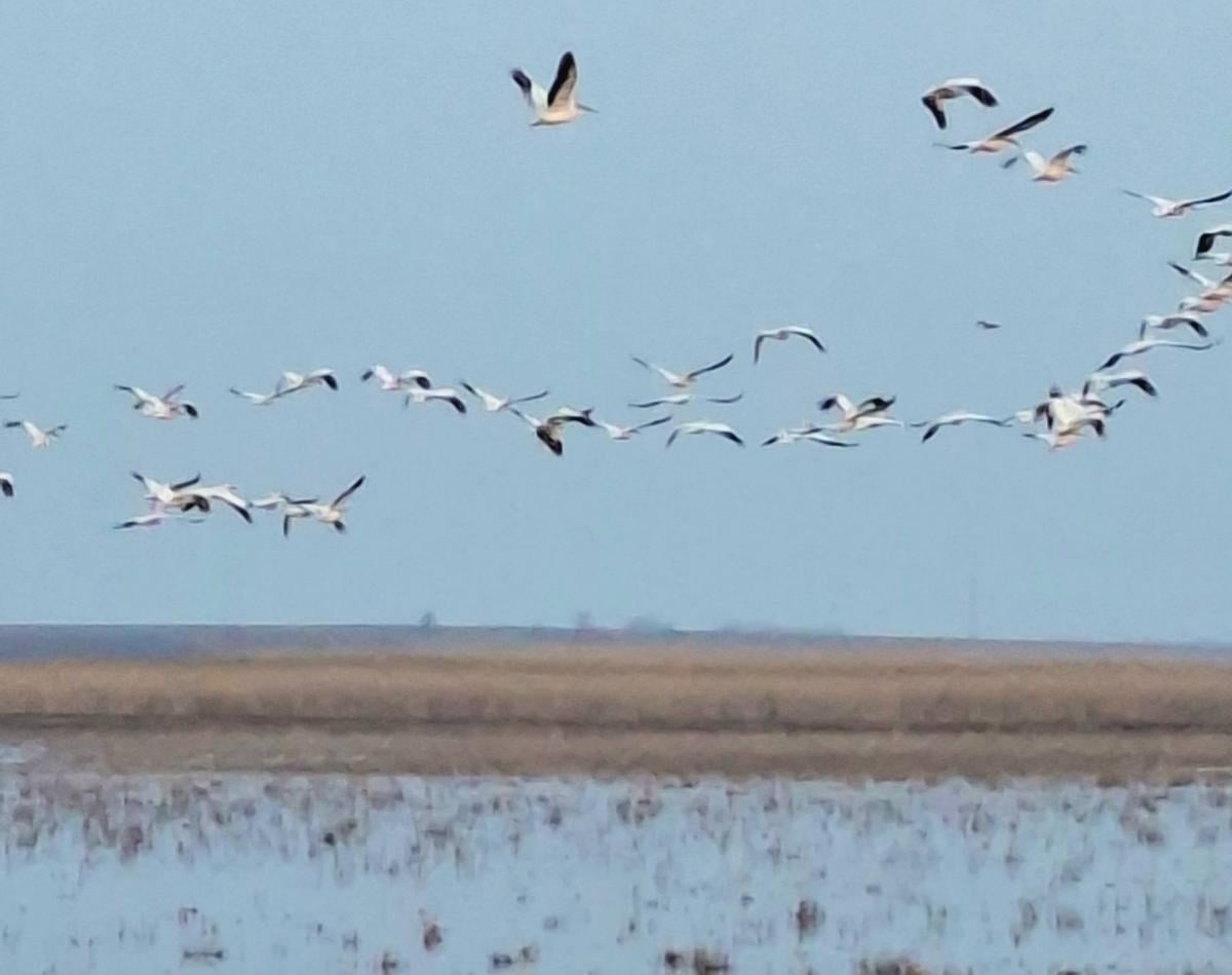 На Одещині зафіксували рідкісних рожевих баб (фото)