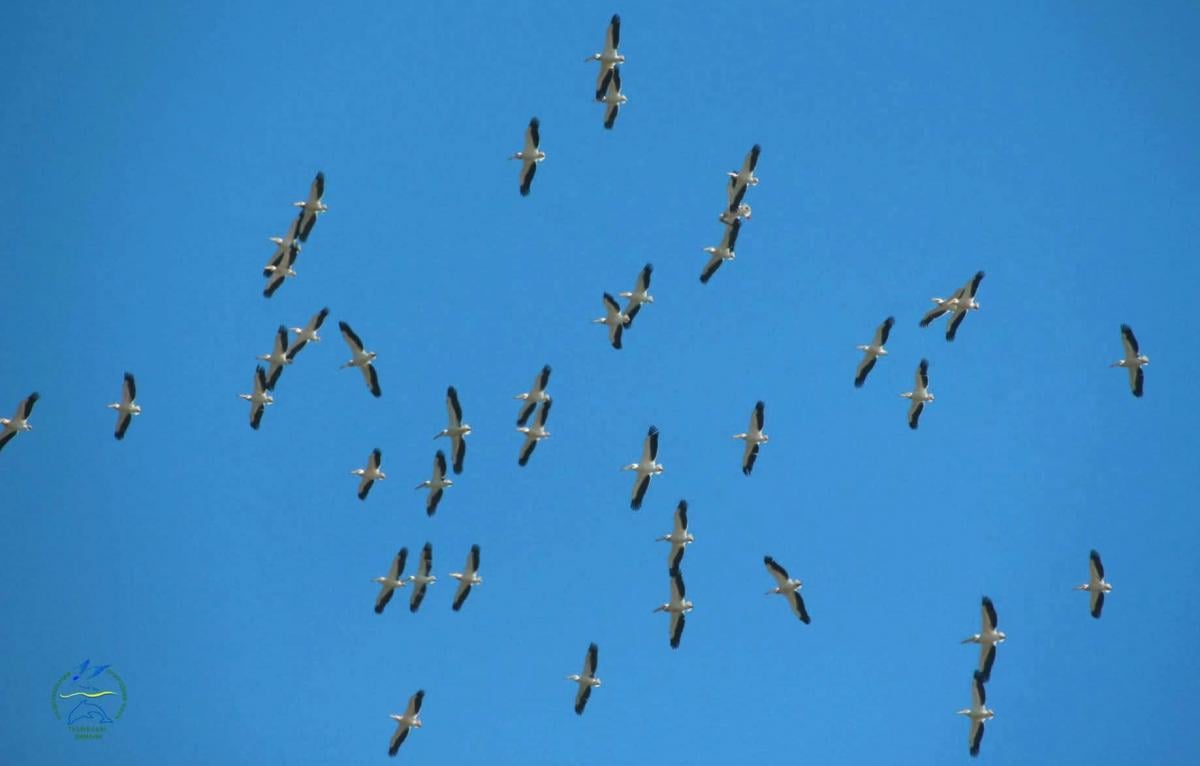 На Одещині зафіксували рідкісних рожевих баб (фото)