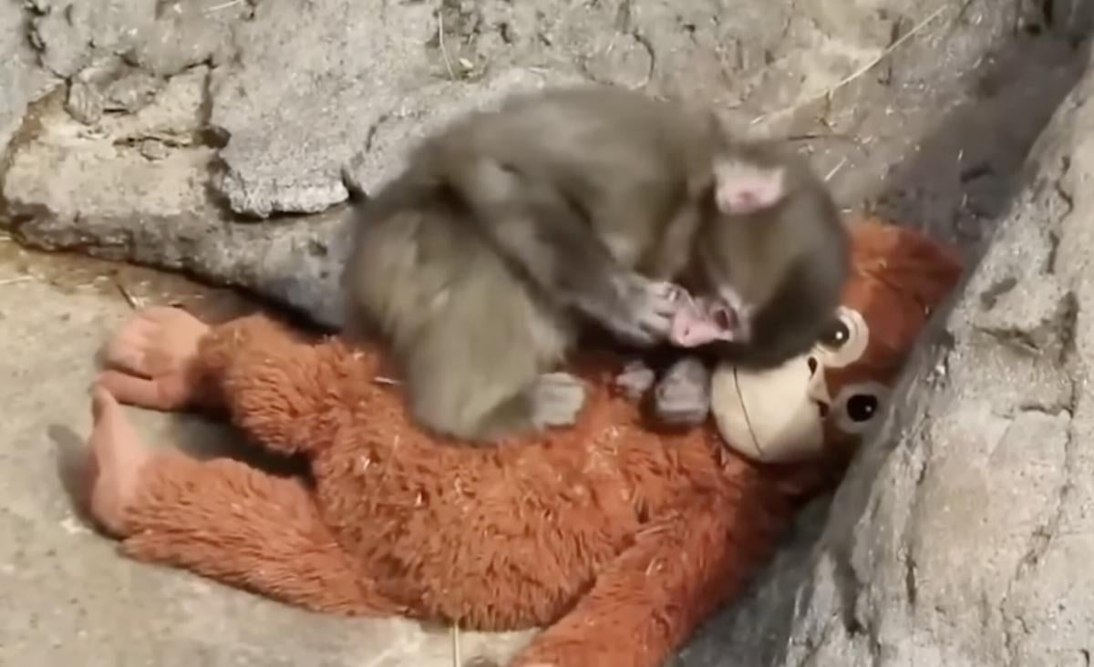 Маленьке мавпеня, яке прославилося через плюшеву іграшку, почали приймати інші макаки Маленьке мавпеня, яке прославилося через плюшеву іграшку, почали приймати інші макаки