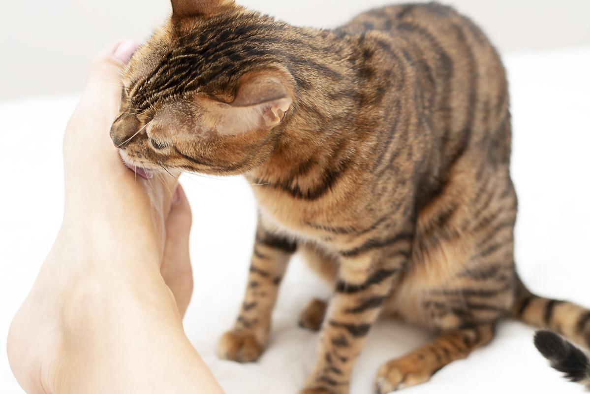 Чому кішки люблять запах поту: 5 несподіваних причин