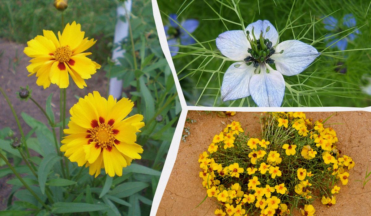 Що посіяти в березні: 6 квітів, які прикрасять сад до самої осені