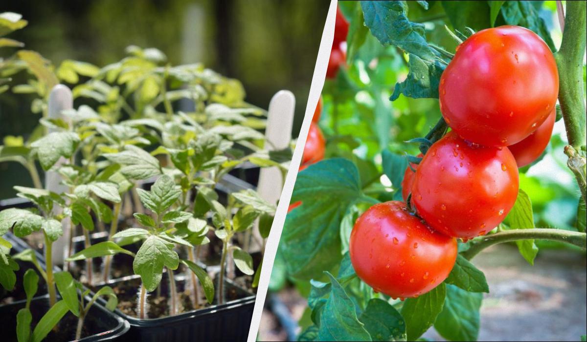 що покласти в лунку при посадці помідорів