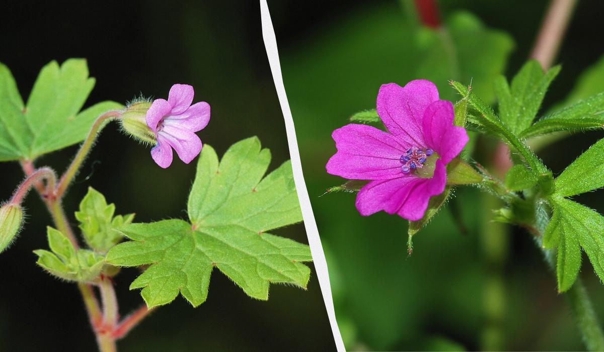 як обрізати герань для пишного цвітіння