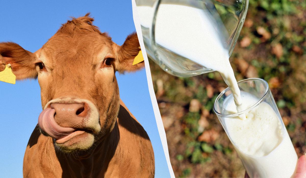 Какое молоко полезнее: магазинное или домашнее 