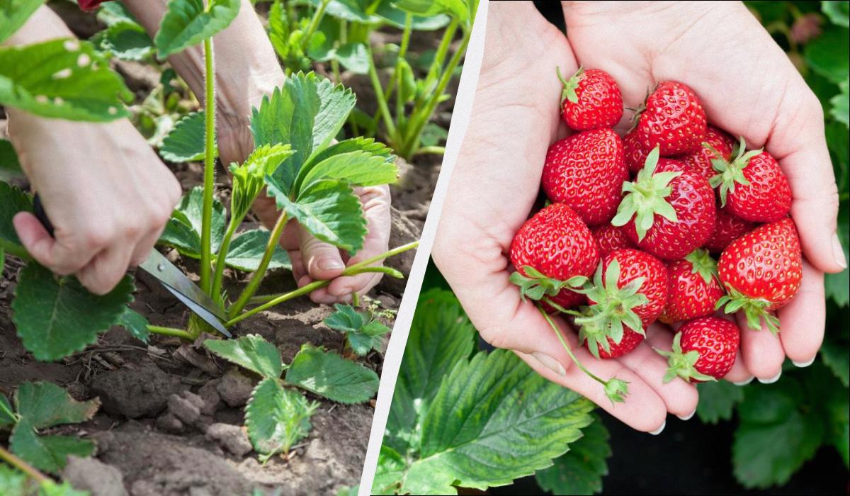 обрезка клубгики весной