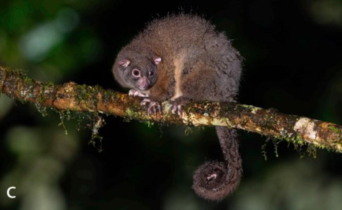 В Новой Гвинее обнаружены животные, считавшиеся вымершими тысячелетия назад