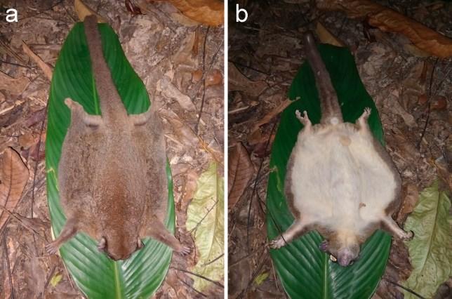 В Новой Гвинее обнаружены животные, считавшиеся вымершими тысячелетия назад