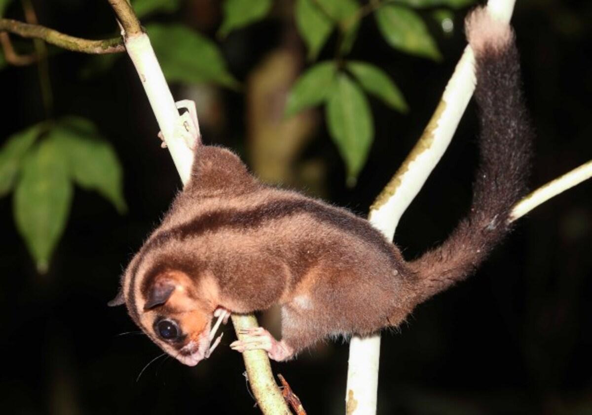 В Новой Гвинее обнаружены животные, считавшиеся вымершими тысячелетия назад