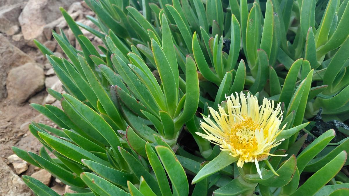 Мыс Рока в Португалии: как попасть на край света и замереть от восторга