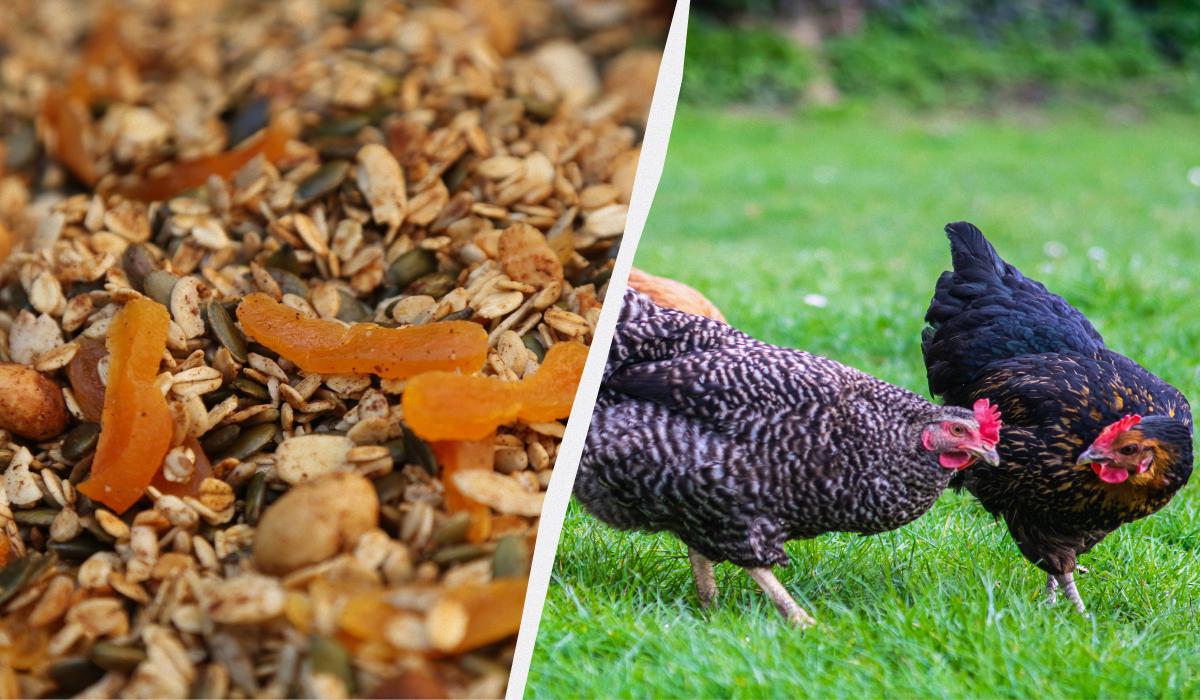 Що отруйне для курей