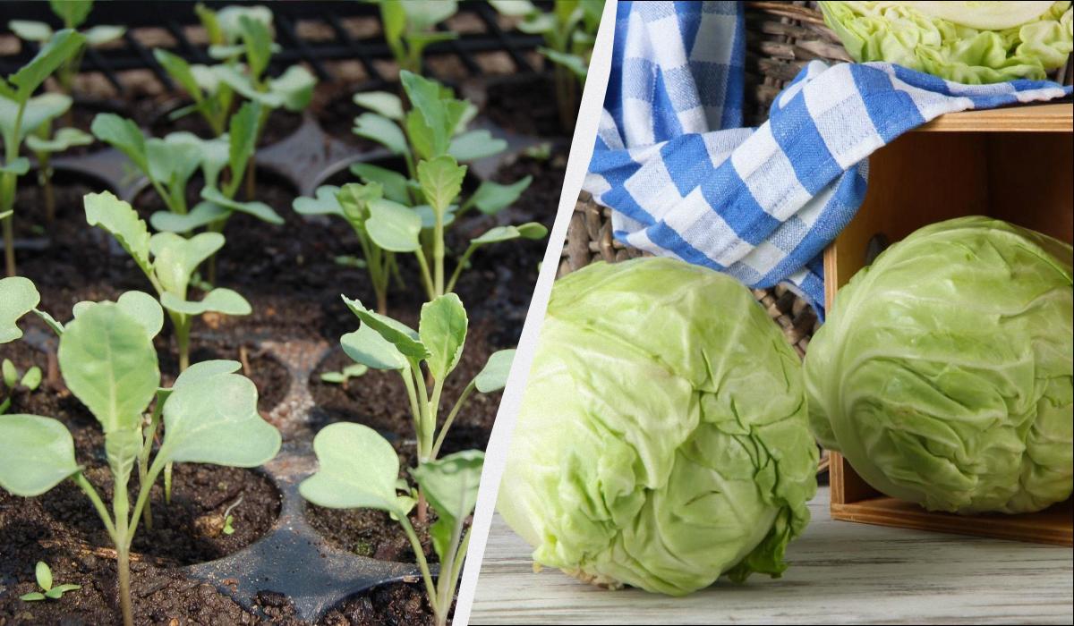 когда сажать капусту на рассаду в 2026 году