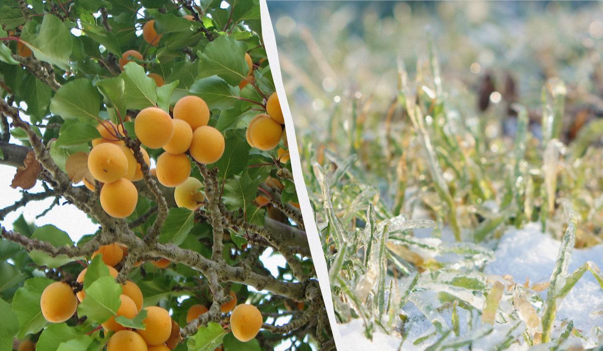 При какой температуре замерзают почки абрикоса