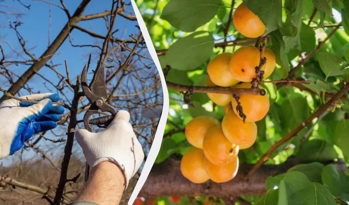 как обрезать абрикос