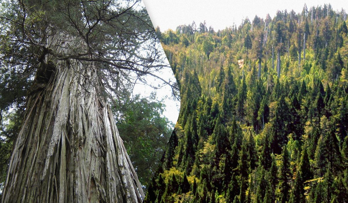 Под гигантскими деревьями в Чили нашли сотни, большинство неизвестных науке, видов грибов