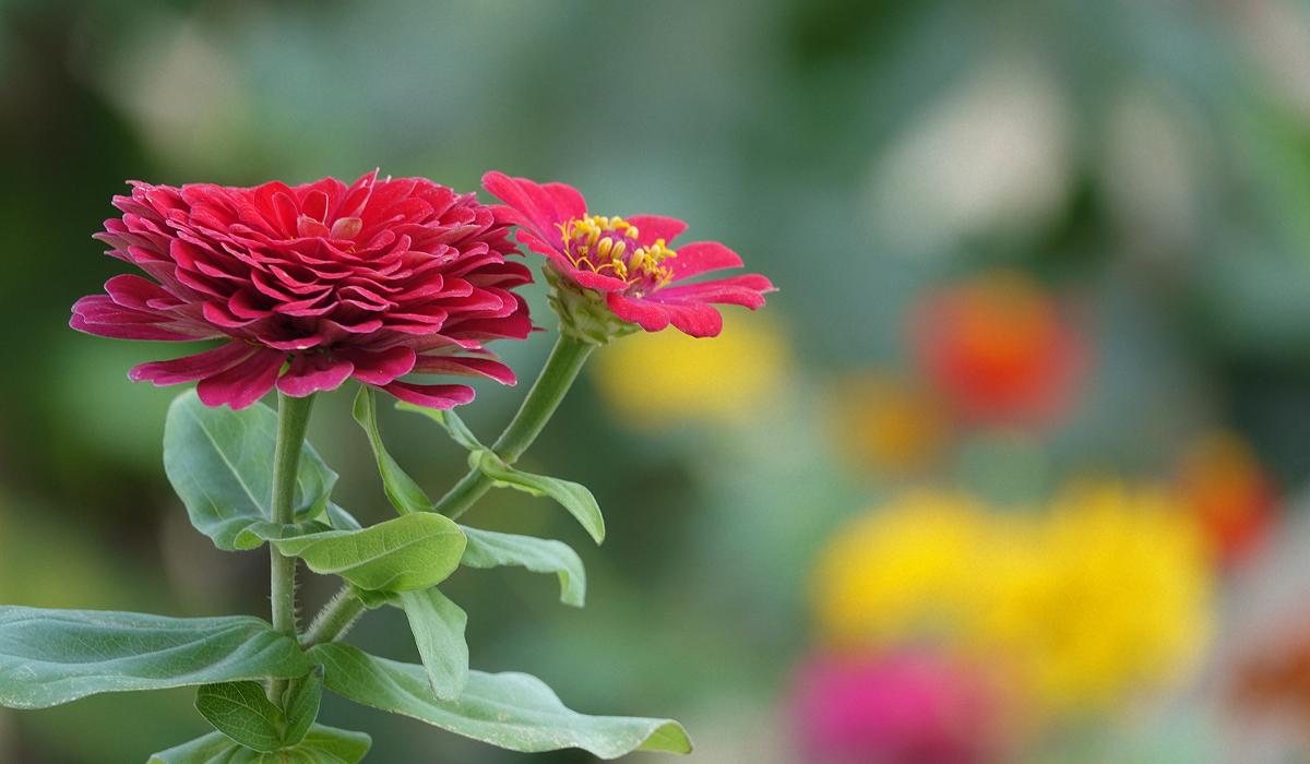 Какие цветы можно сажать в марте в открытый грунт