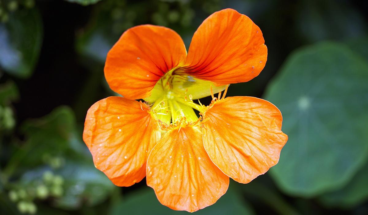 Какие цветы посадить ранней весной