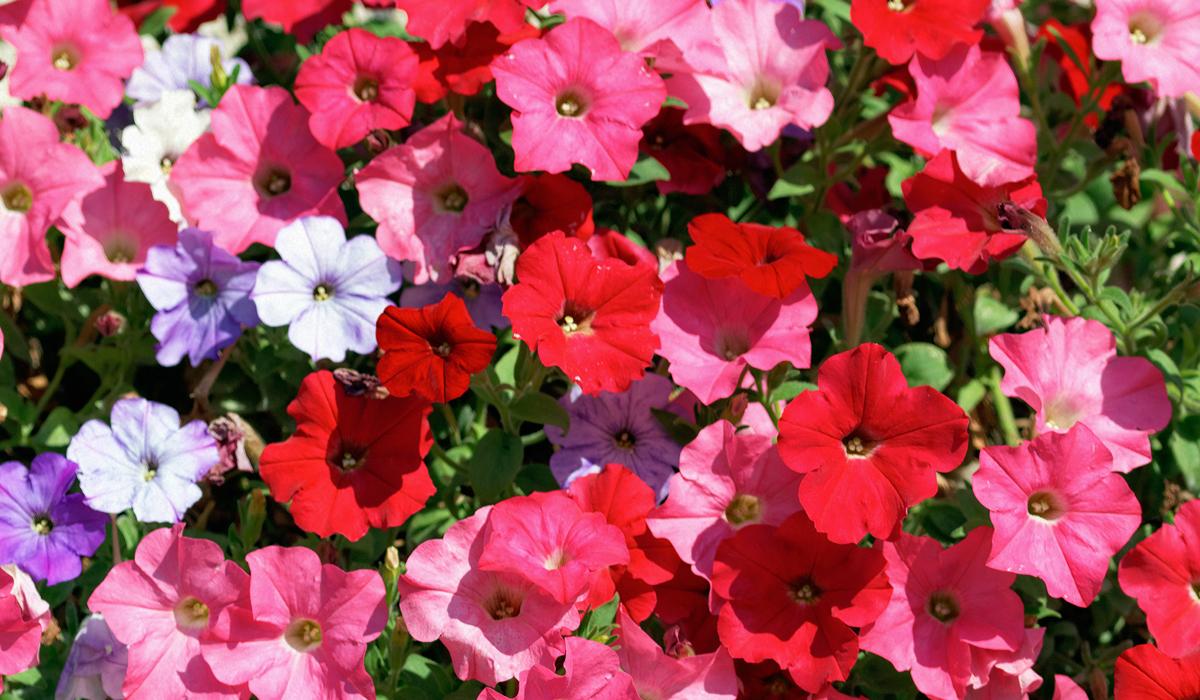 какие цветы можно посадить в марте