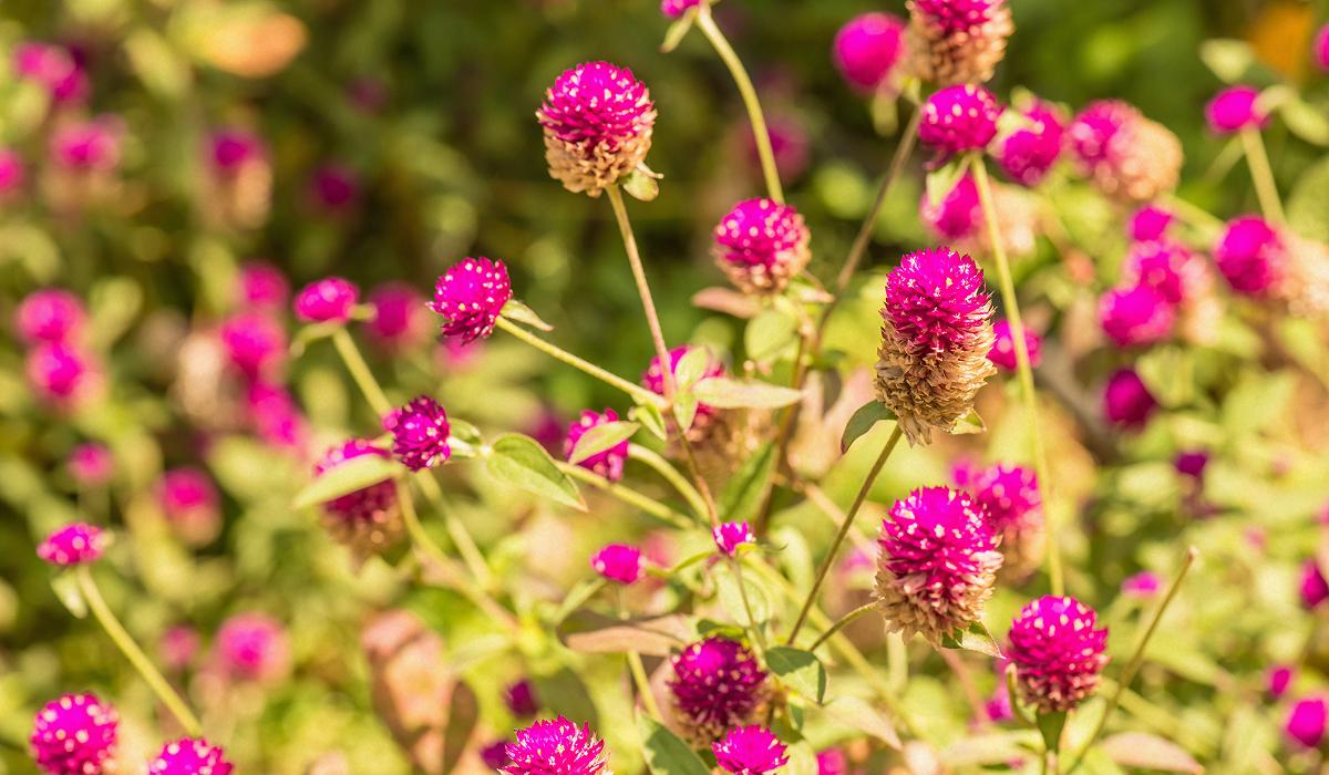 Какие цветы сажать весной, чтобы цвели все лето