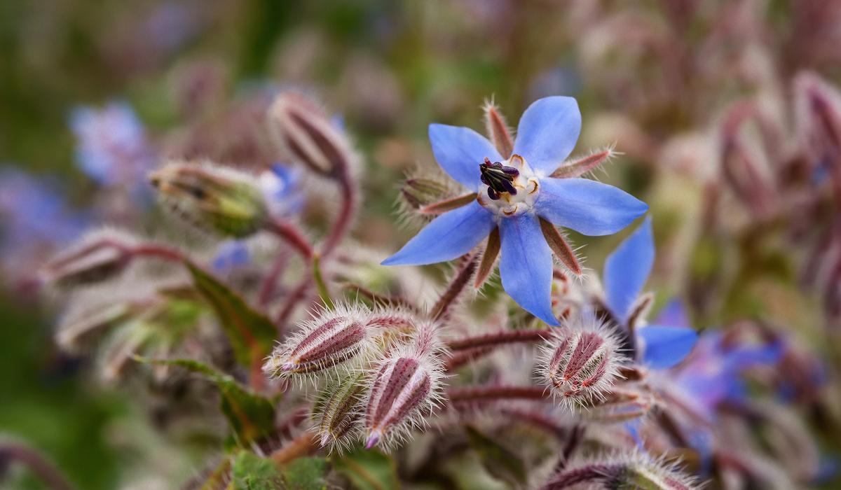 Что можно сажать в открытый грунт в марте