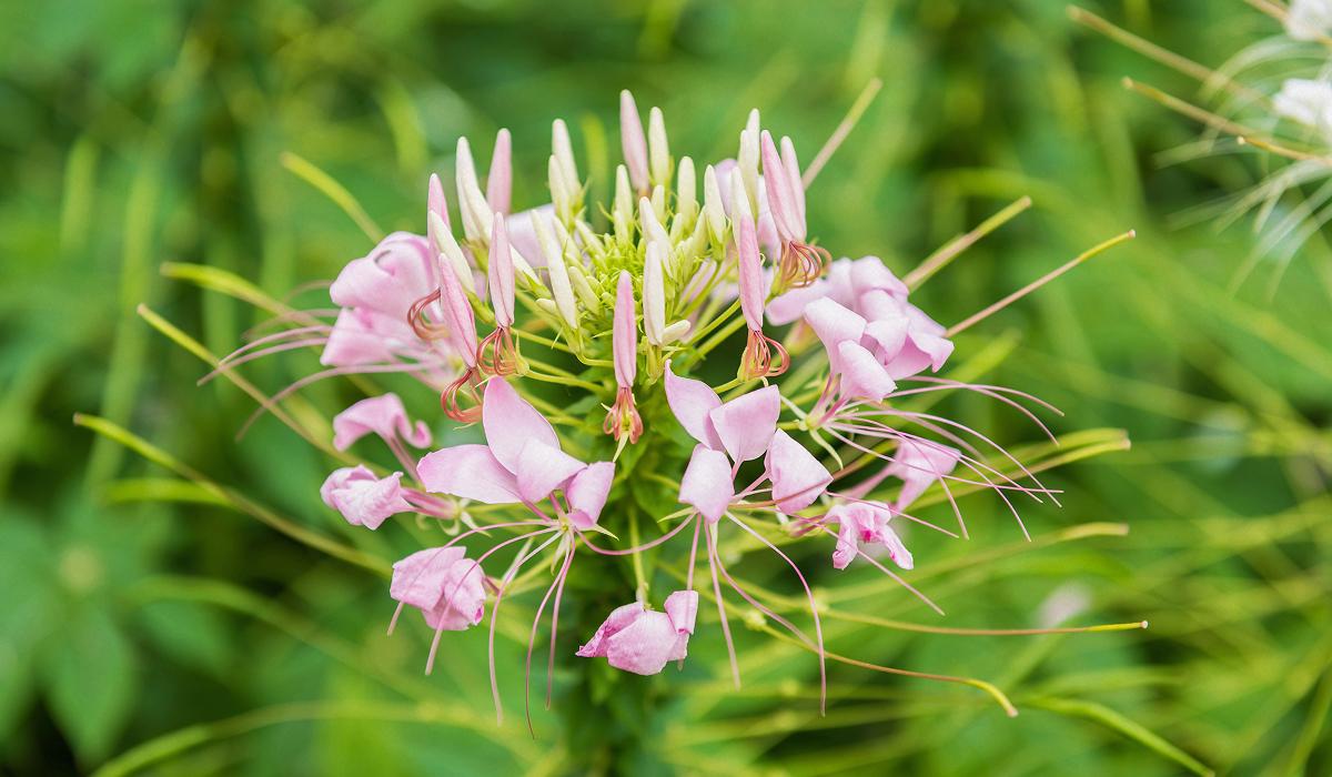 Что можно посадить в открытый грунт ранней весной