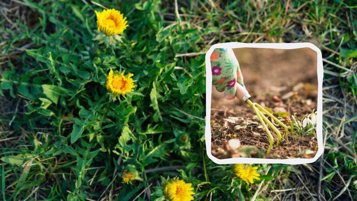 Как приготовить средство от сорняков в домашних условиях