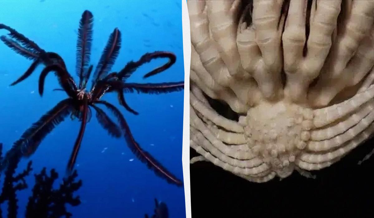 '20-рука полуниця': вчені виявили величезну загадкову істоту в океані Антарктиди