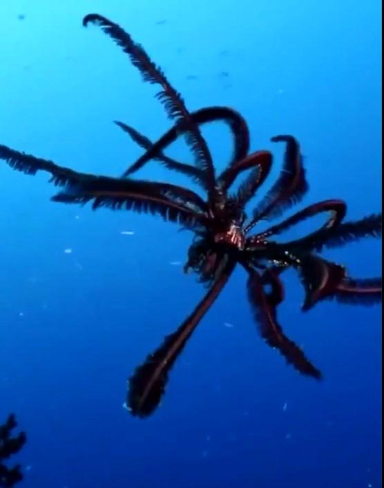 '20-рука полуниця': вчені виявили величезну загадкову істоту в океані Антарктиди