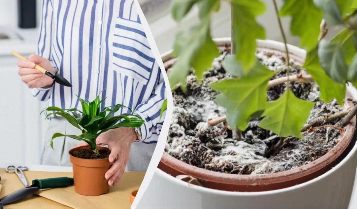 Що робити, якщо земля в горщику пліснявіє