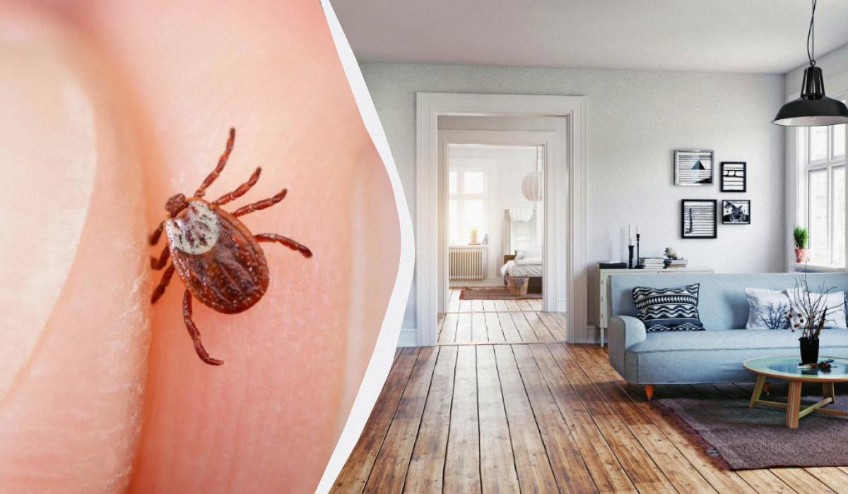 Клещи могут подстерегать прямо в квартире: какие места стоит тщательно проверить Клещи могут подстерегать прямо в квартире: какие места стоит тщательно проверить