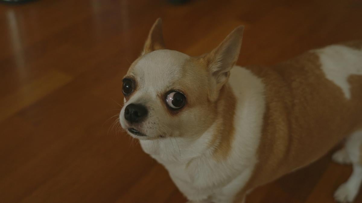 Что значит, когда собака смотрит на вас из-под лоба: эксперты указали на интересный сигнал Что значит, когда собака смотрит на вас из-под лоба: эксперты указали на интересный сигнал