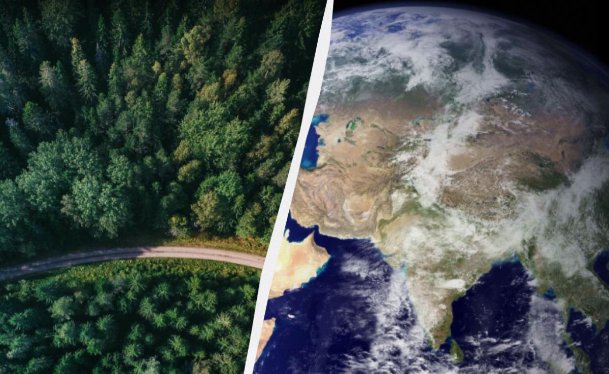 Растительность постепенно мигрирует на северо-восток: ученые объяснили, что это означает для планеты Растительность постепенно мигрирует на северо-восток: ученые объяснили, что это означает для планеты