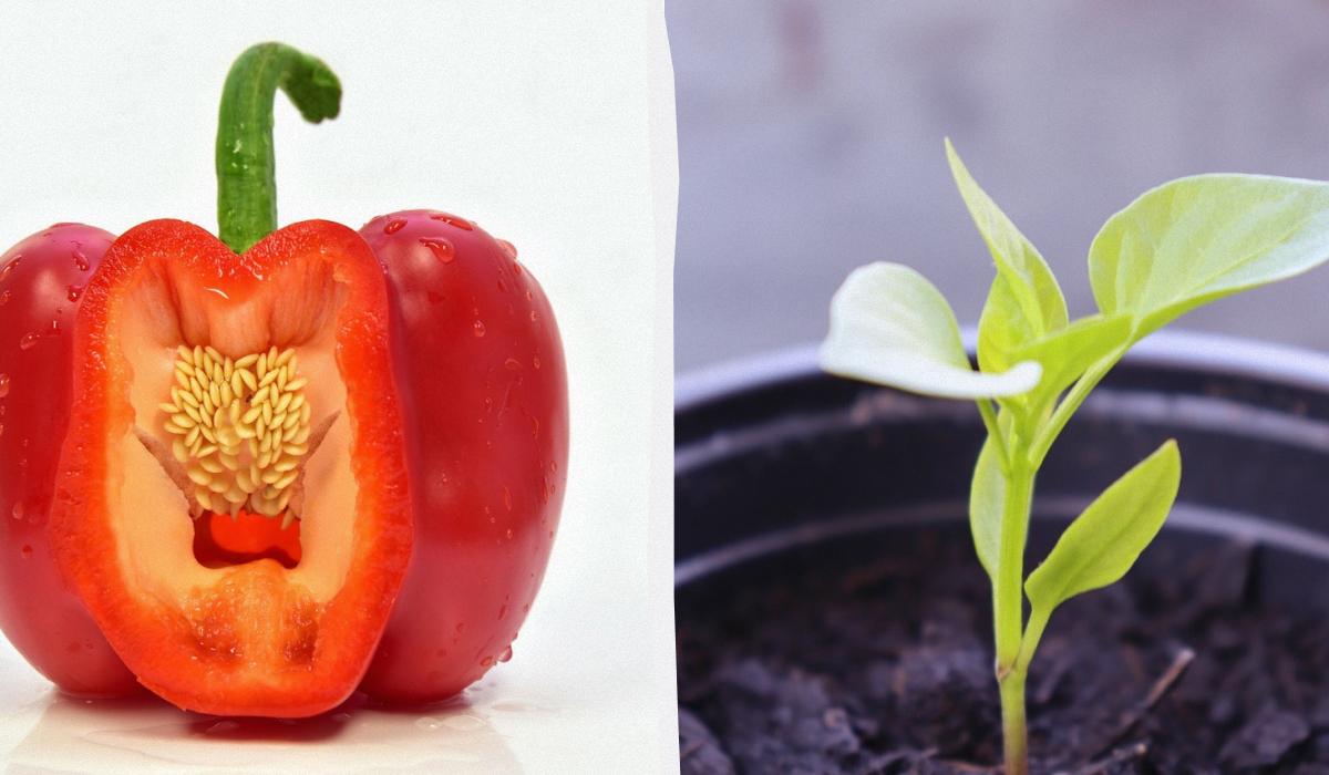 как замочить семена в перекиси водорода