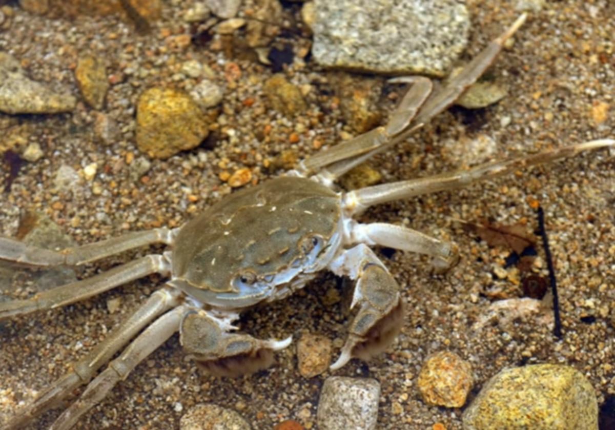 Прожорливый китайский краб адаптируется к любой реке и вытесняет местную фауну