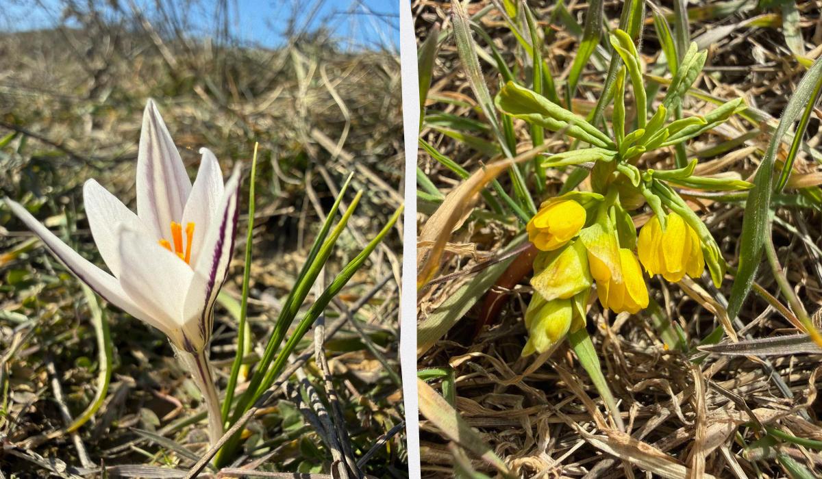 Не можна збирати на букети: на Одещині з’явилися рідкісні первоцвіти (фото)