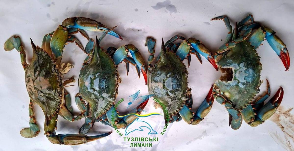 В Одеській області знайшли десятки блакитних членистоногих: чому вони небажані 'гості' В Одеській області знайшли десятки блакитних членистоногих: чому вони небажані 'гості'