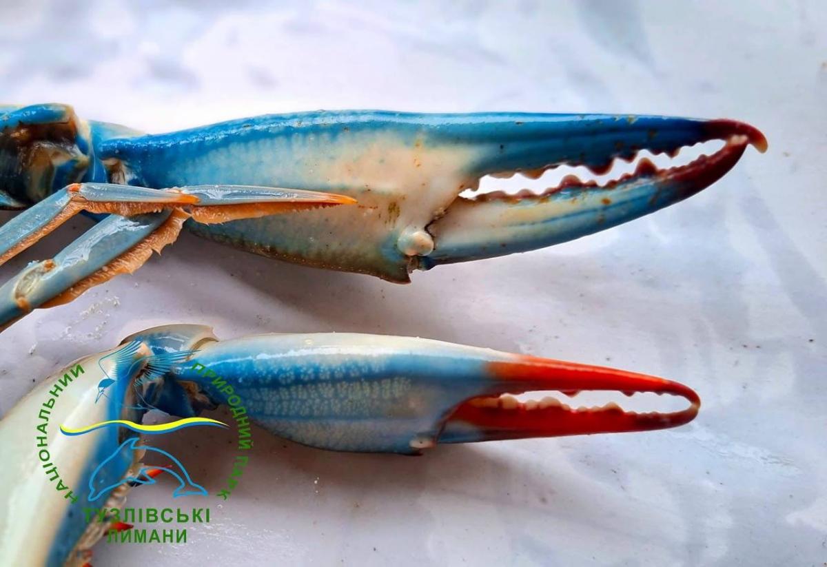 В Одеській області знайшли десятки блакитних членистоногих: чому вони небажані 'гості' В Одеській області знайшли десятки блакитних членистоногих: чому вони небажані 'гості'