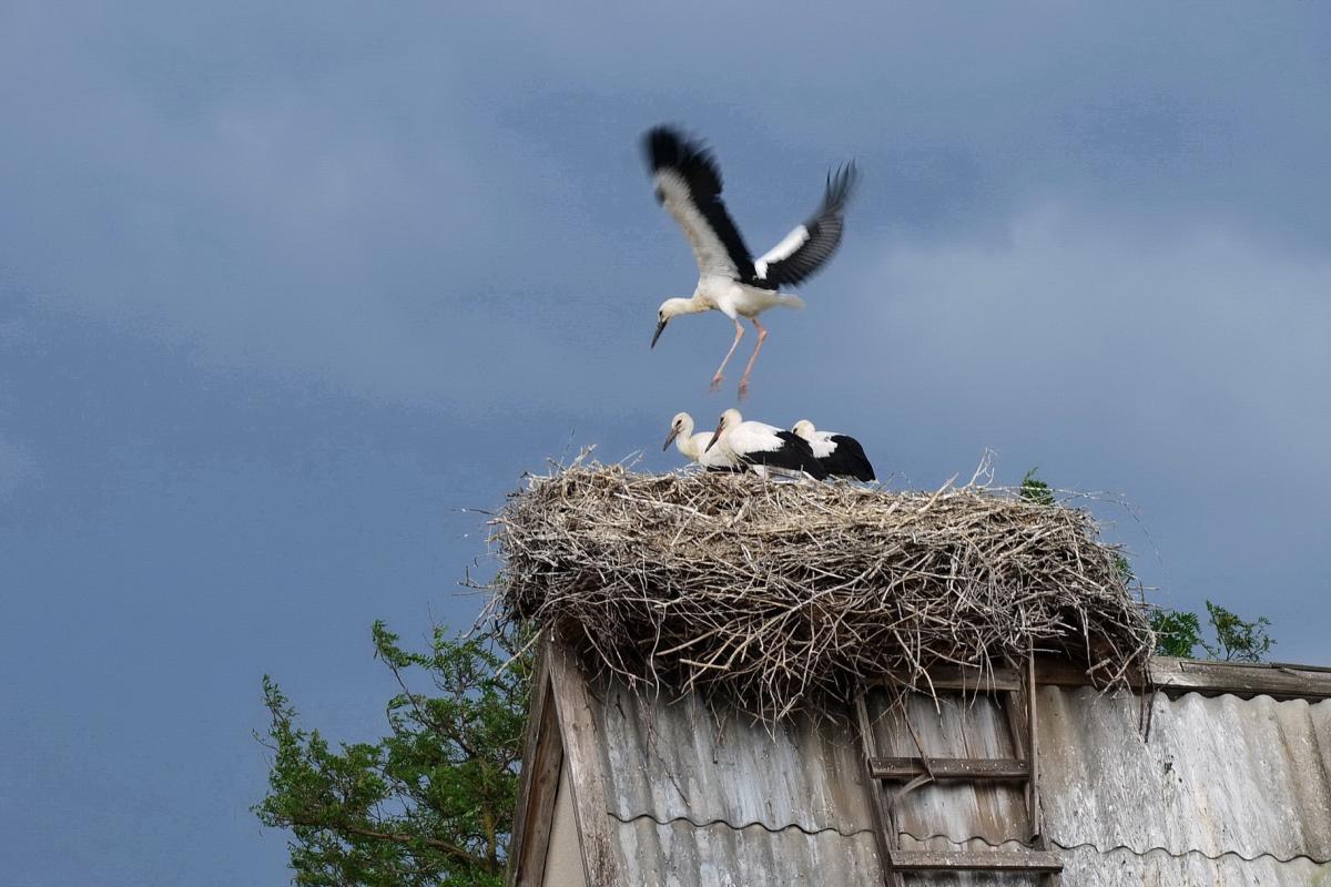 Білі лелеки долають пів світу, щоб дістатися зони ЧАЕС Білі лелеки долають пів світу, щоб дістатися зони ЧАЕС