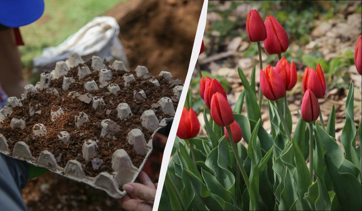 как посадить тюльпаны как посадить тюльпаны