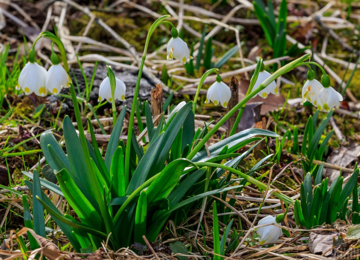 10 марта в Киеве будет один из самых теплых дней недели 10 марта в Киеве будет один из самых теплых дней недели
