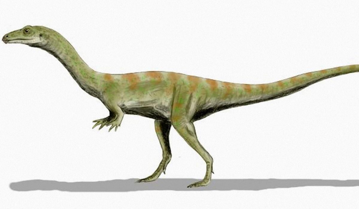 Сонселазух кедровий / Sonselasuchus cedrus Сонселазух кедровий / Sonselasuchus cedrus