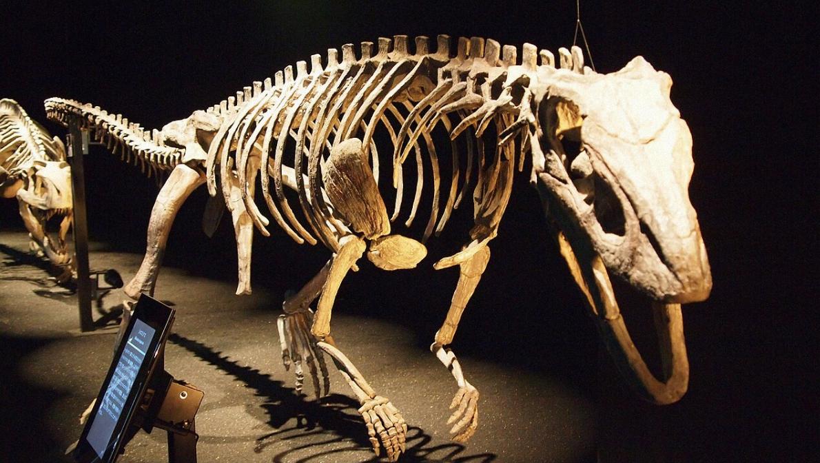 шувозавриди шувозавриди