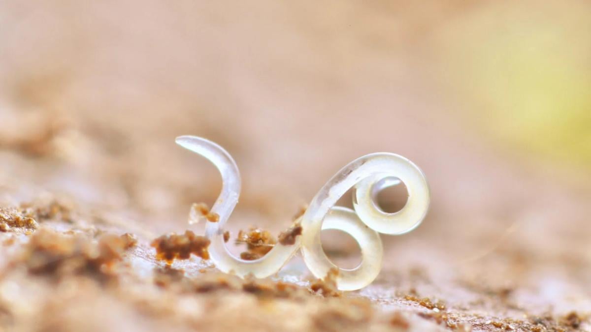 Вчені знайшли несподіваних жителів пустелі: як вони виживають у пеклі на Землі