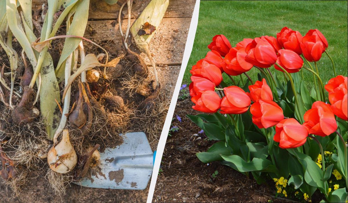 когда сажать тюльпаны весной