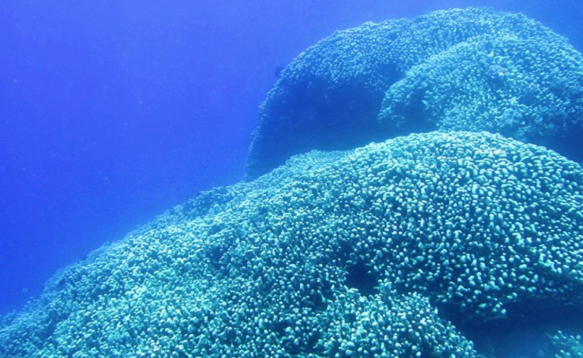 Високий, як жираф, і видимий з космосу: в Тихому океані вчені знайшли 'підводного гіганта'