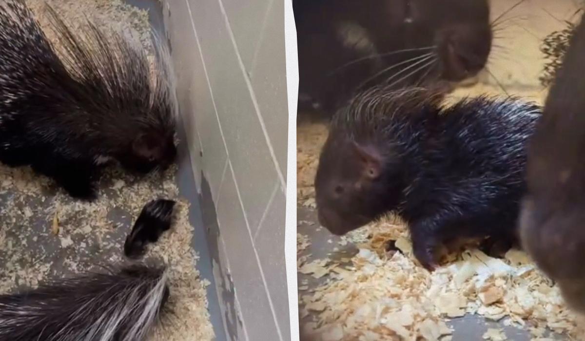 Родители-дикобразы трогательно опекают своего малыша: самое милое видео, что вы увидите