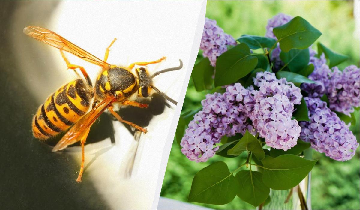 які рослини приваблюють шершнів