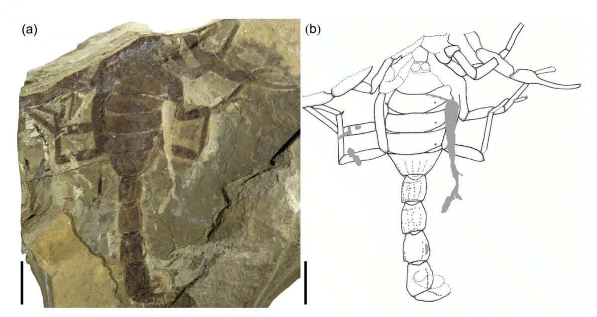 Охотился среди динозавров: в Китае нашли окаменелость неизвестного ранее скорпиона (фото)