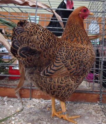 яка порода курей найяйценосніша