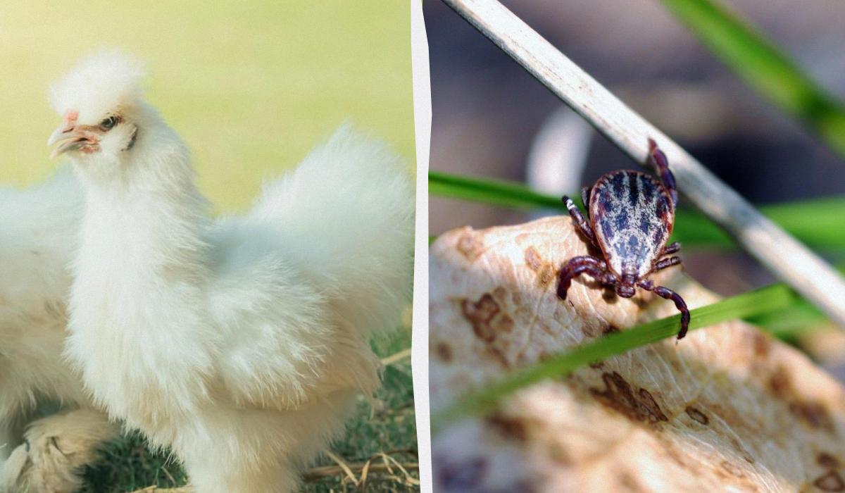 Охотится на клещей весь день: впустите в сад эту птицу и она ювелирно очистит ваши грядки