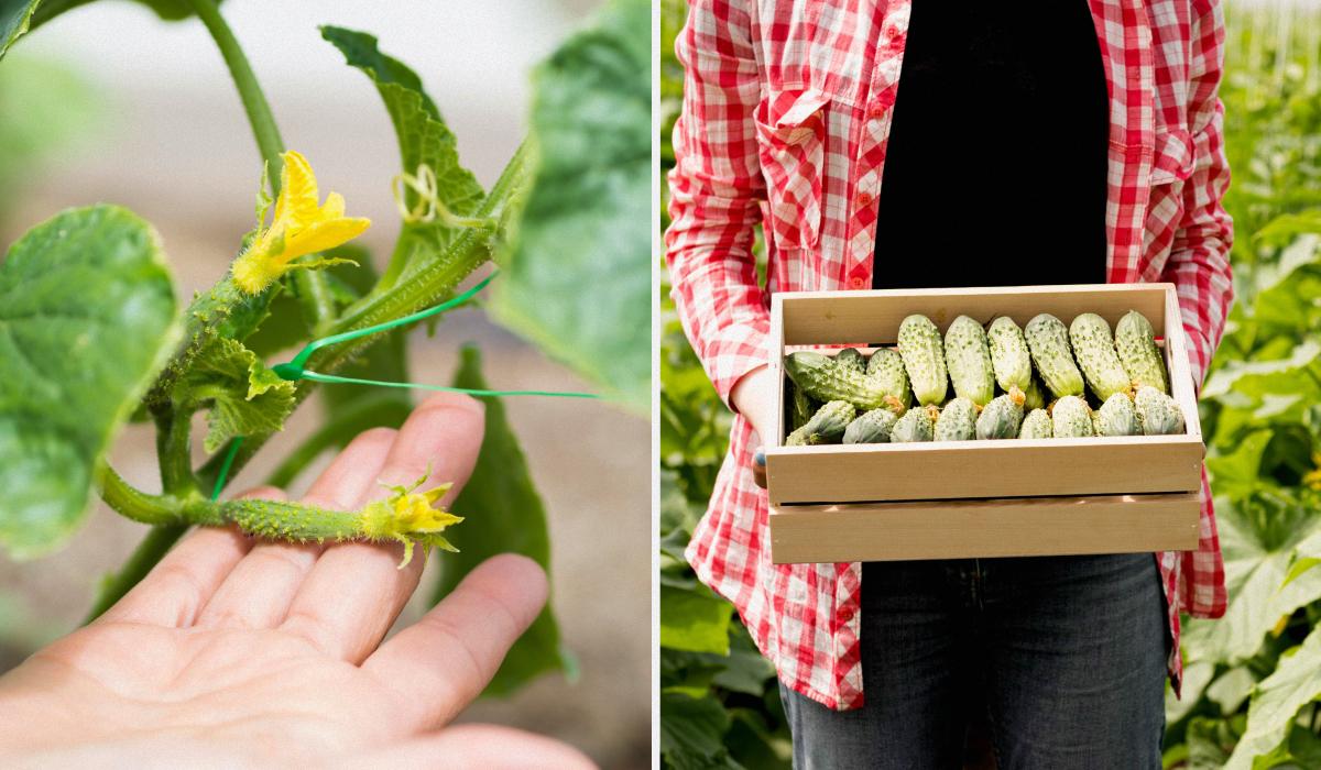 Які сорти огірків найкращі